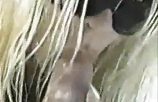 XXX سپردن یکدیگر در مقعد و عکسکیر تو کس مهبل