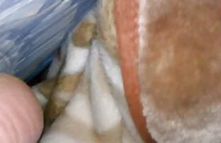 XXX و در دهان و ویدویسکسی الاغ